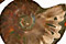 Ammonite Beads