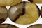 Septaria Beads