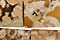 Conglomerate Jasper Beads