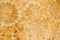 Fossil Coral Gemstone