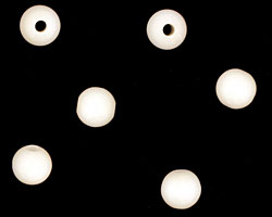 Tagua Nut Cream Round 6mm