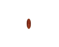 Tagua Nut Honey Rondelle 3x8mm