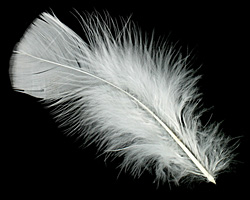 Ivory Turkey Flat Feather 100-152mm