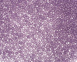 TOHO Transparent Frosted Sugar Plum Round 15/0 Seed Bead