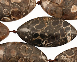 Turritella Agate Horse Eye 30-50x14-24mm