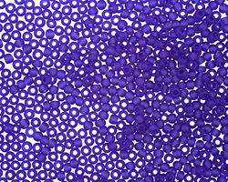 TOHO Transparent Frosted Dark Sapphire Round 11/0 Seed Bead