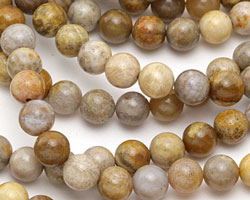 Fossil Coral Round 8mm