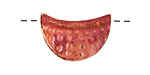 Patricia Healey Copper Half Moon 26x16mm