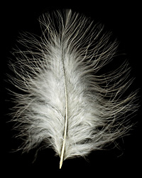 Creme Marabou Feather 100-152mm