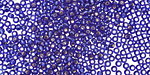 TOHO Cobalt (with Silver Lining) Round 11/0 Seed Bead