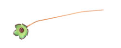 C-Koop Enameled Metal Lime Small 5 Petal Headpin 9-10mm