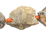 Shell Fossil Freeform Nugget Graduated 13-35x11-31mm