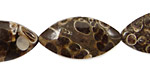 Turritella Agate Horse Eye 21-32x11-16mm