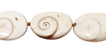 Conch Shell Oval 16-22x12-17mm