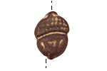 Gaea Ceramic Cream on Chocolate Acorn 23x17mm