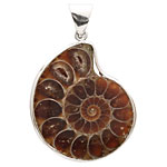 Ammonite Silver Wrapped w/ Bail Pendant 20-32x28-40mm