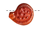 Patricia Healey Copper Double Sided Nautilus Shell Bead 30x26mm