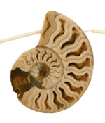 Ammonite Sliced Fossil Drops 27-38x26-40mm