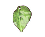 C-Koop Enameled Metal Lime Round Leaf 19-21x30-33mm
