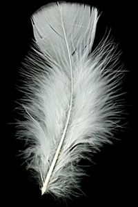 Ivory Turkey Flat Feather 100-152mm
