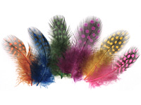 Bright Assortment Guinea Hen Feather 76-101mm