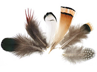 Mother Nature's Palette Feather 76-101mm