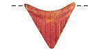 Patricia Healey Copper Triangle Arc 26x24mm