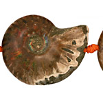 Ammonite Fossil Pieces Graduated 28-53x22-42mm
