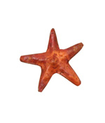 Patricia Healey Copper Double Sided Starfish Bead 30mm