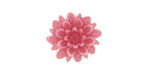 Transparent Light Purple Lucite Dahlia Flower Cabochon 16mm