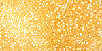 TOHO Milky Light Topaz (with Silver Lining) Round 15/0 Seed Bead