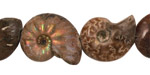 Ammonite Fossil Pieces 15-20x15-17mm