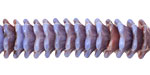 Czech Glass Wisteria 6 Petal Daisy 4x12mm
