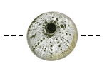 Humble Beads Polymer Clay Green Small Sea Urchin 22-23mm