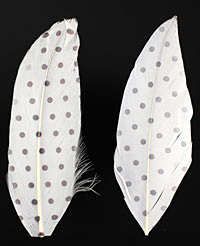 Brown Polka Dots w/ White Printed Feathers