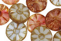 Czech Glass Painter's Palette Flower Window Coin 12mm