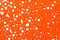 TOHO Transparent Frosted Hyacinth Round 11/0 Seed Bead