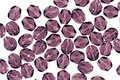 Czech Fire Polished Glass Tanzanite Round 4mm