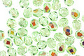 Czech Fire Polished Glass Peridot AB Round 4mm