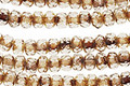 Czech Glass Crystal Picasso Fire Polished Rondelle 4x5mm