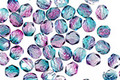 Czech Fire Polished Glass Dual Coated Pink/Blue Round 4mm