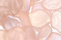 Czech Glass Luster Cupid Pink (matte) Curved Leaf 12x14mm