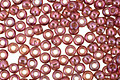 TOHO Gold Lustered Marionberry Round 11/0 Seed Bead