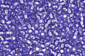 TOHO Sapphire (with Silver Lining) Round 15/0 Seed Bead