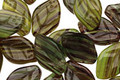 Czech Glass Citrus Zest Leaf Drop 8x12mm