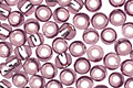 TOHO Light Amethyst (with Silver Lining) Round 8/0 Seed Bead