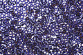 TOHO Dark Sapphire (with Copper Lining) Treasure #1 Seed Bead