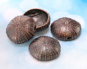Mykonos Antique Copper (plated) Sea Urchin Focal 36mm