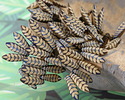 Czech Glass Laser Etched Leaf on Matte Bisque w/ Iris Blue Finish Dagger 5x16mm