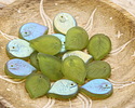 Czech Glass Olivine AB (on back) Leaf Drop 18x13mm